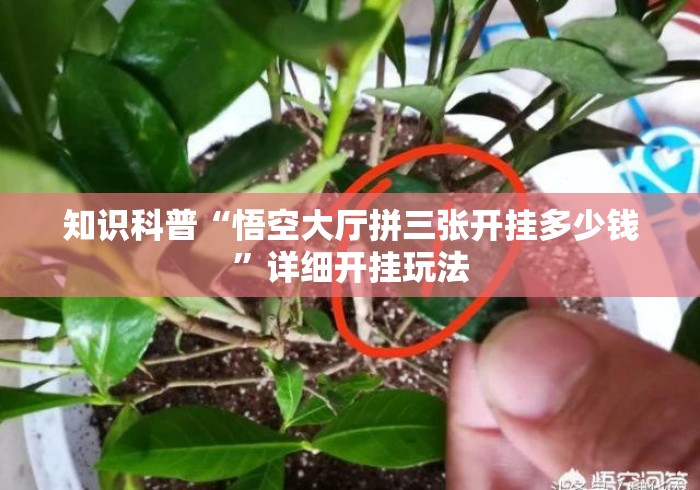 2026房卡必备“
新蓝鲸牛牛金花
“哪里买房卡获取链接