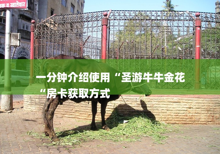 一分钟介绍使用“圣游牛牛金花
“房卡获取方式