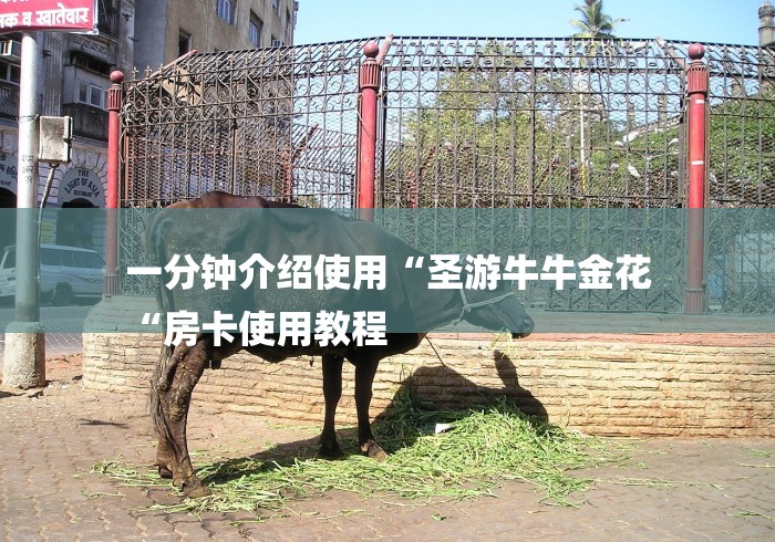 一分钟介绍使用“圣游牛牛金花
“房卡使用教程