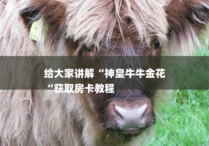 给大家讲解“神皇牛牛金花
“获取房卡教程