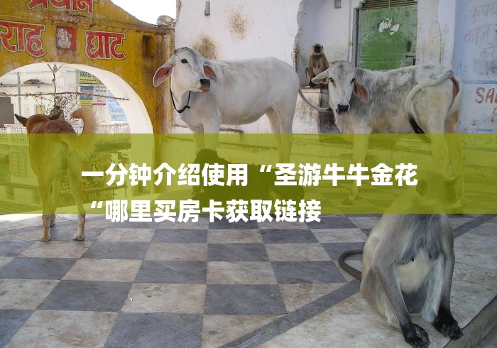 实测房卡教程“
玄武大厅牛牛金花“购买房卡介绍