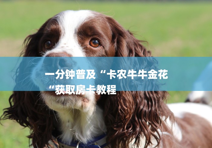 一分钟普及“卡农牛牛金花
“获取房卡教程