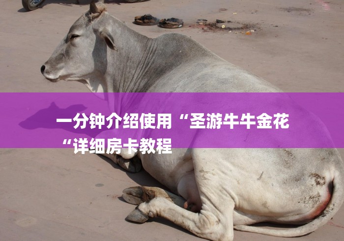 一分钟介绍使用“圣游牛牛金花
“详细房卡教程 一分钟介绍使用“圣游牛牛金花
“详细房卡教程