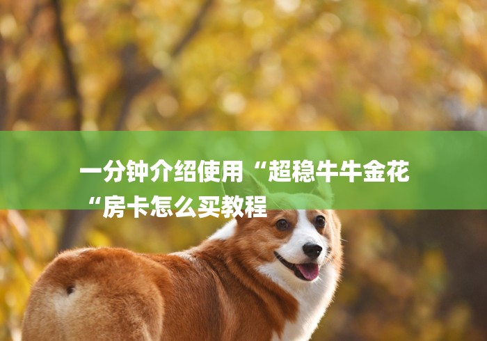 一分钟介绍使用“超稳牛牛金花
“房卡怎么买教程